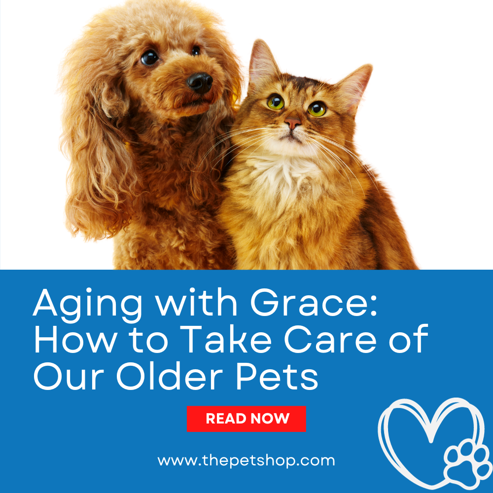 Aging with Grace: How to Take Care of Our Older Pets