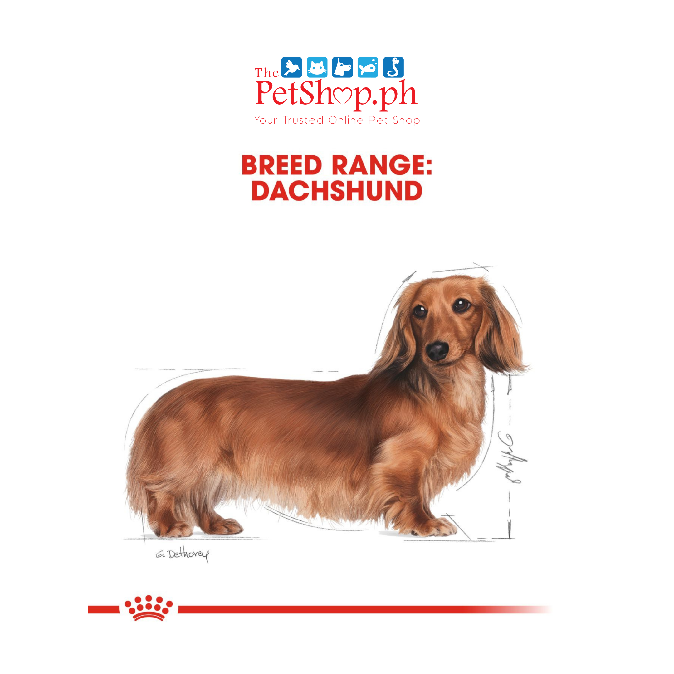 Royal Canin Dachshund Adult 85g - Set of 12 Pouch Wet Dog Food  Breed Health Nutrition
