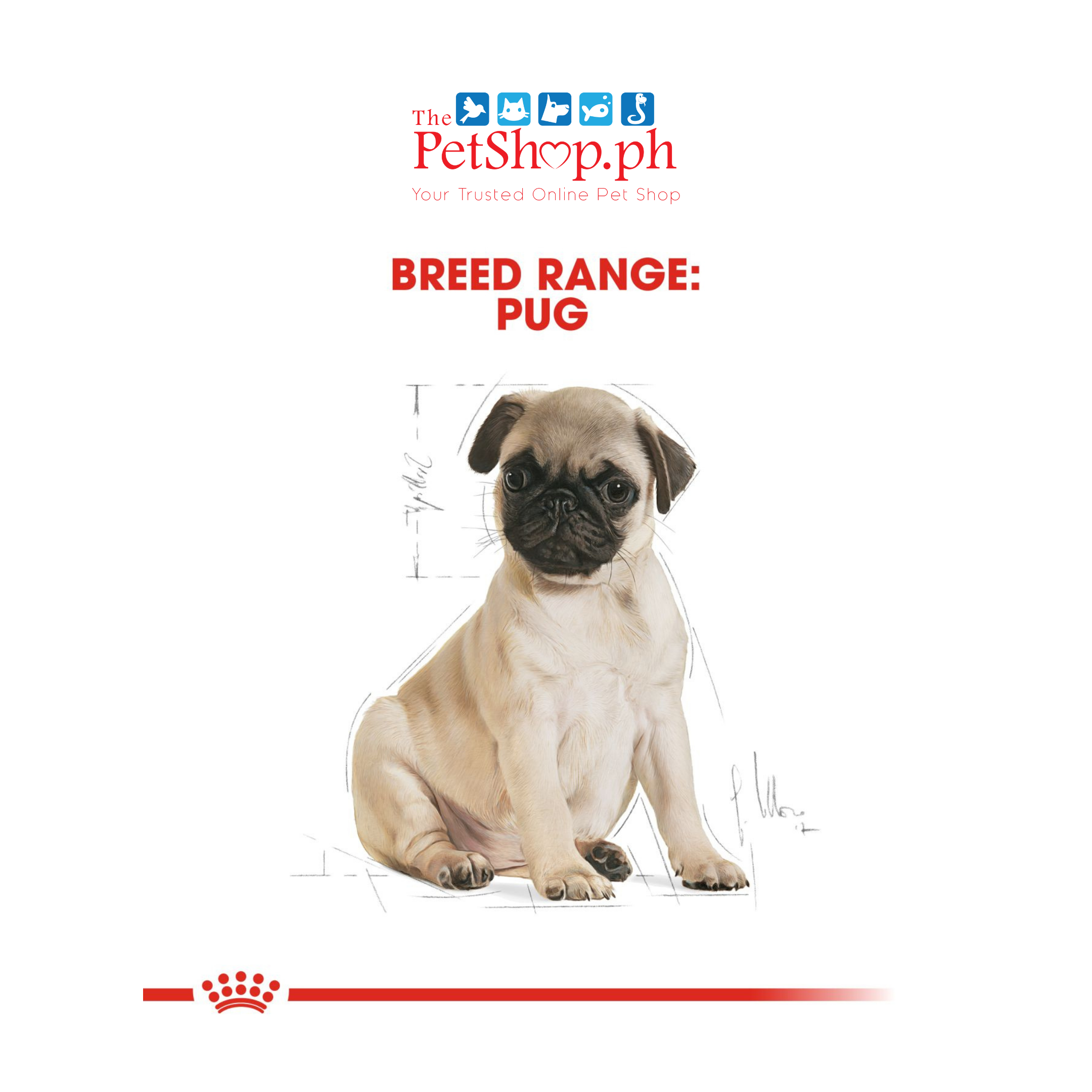 Royal Canin Pug Puppy 500g Original Dry Dog Food - Breed Health Nutrition