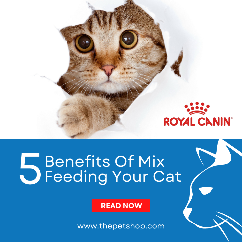 Benefits of Mix feeding your Caat
