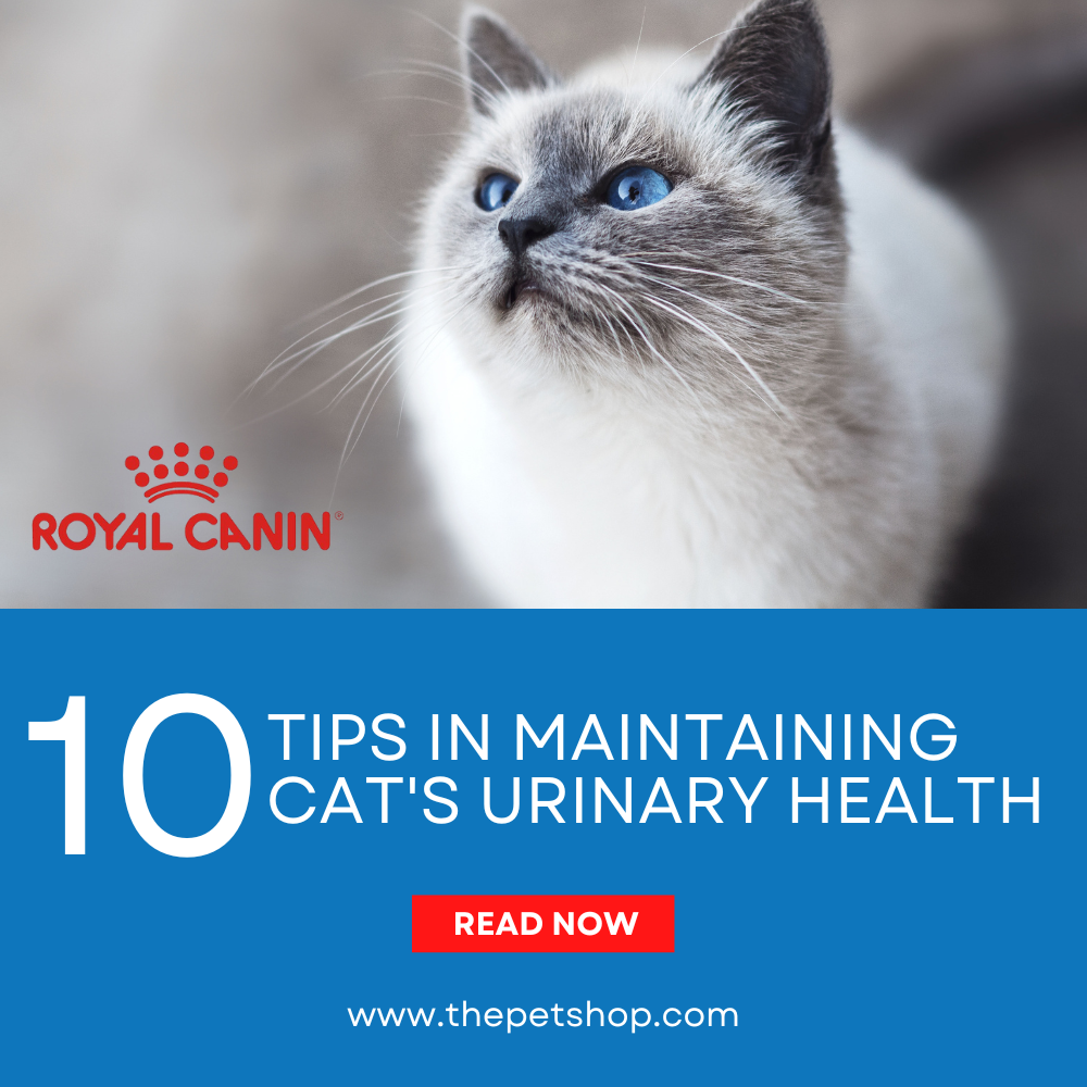 10 Tips in Maintaining Cat's Urinary Health
