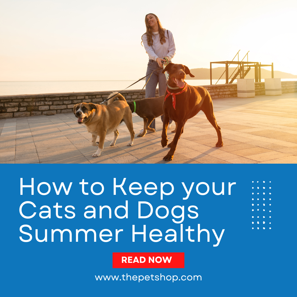 How To Keep Your Cats and Dogs Summer Healthy