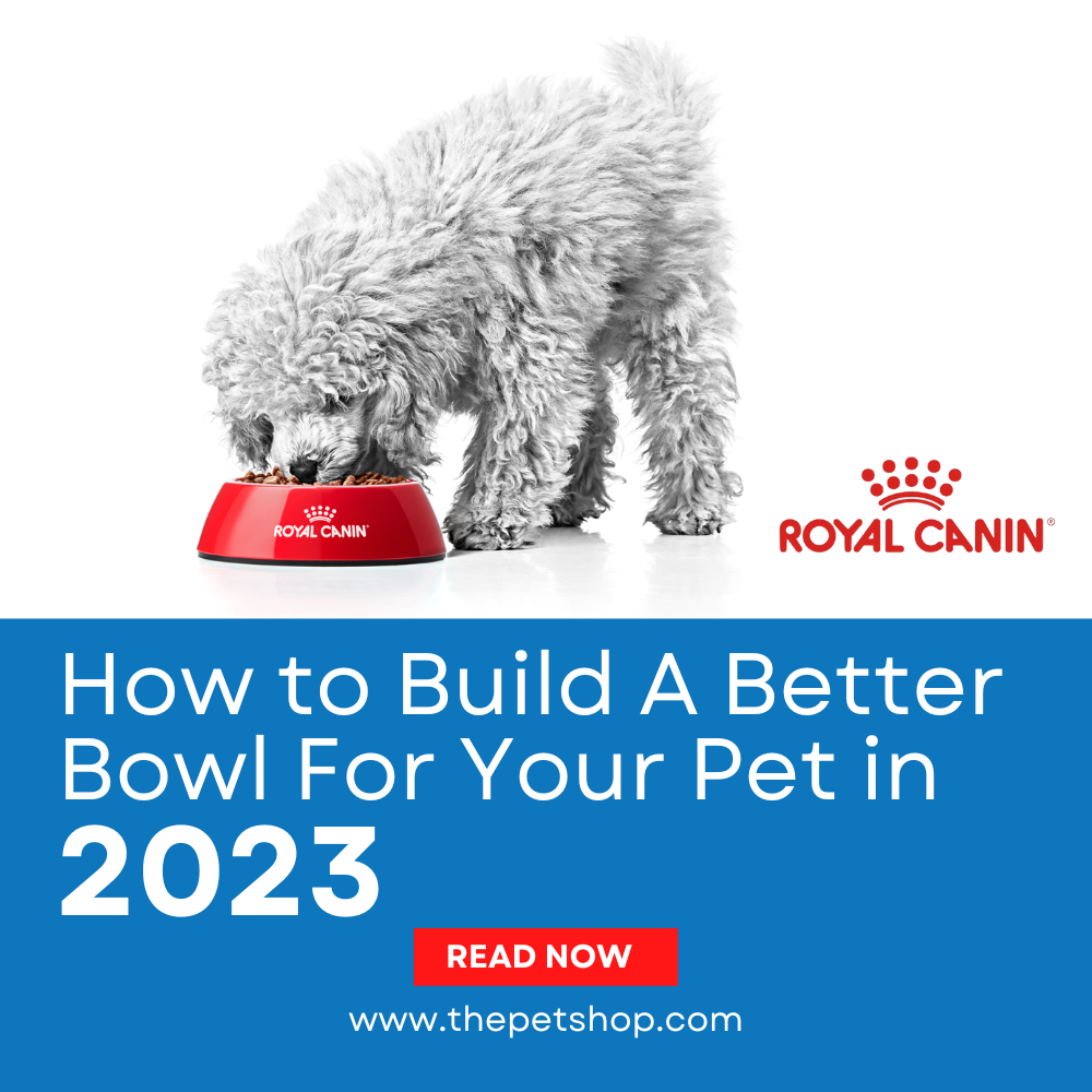 How to Build A Better Bowl For Your Pet in 2023