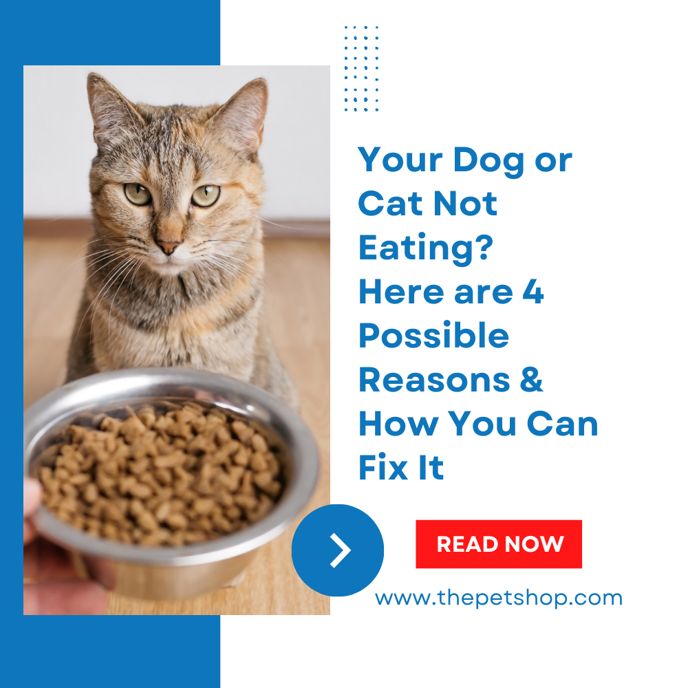 Your Dog or Cat Not Eating? Here are 4 Possible Reasons & How You Can Fix It