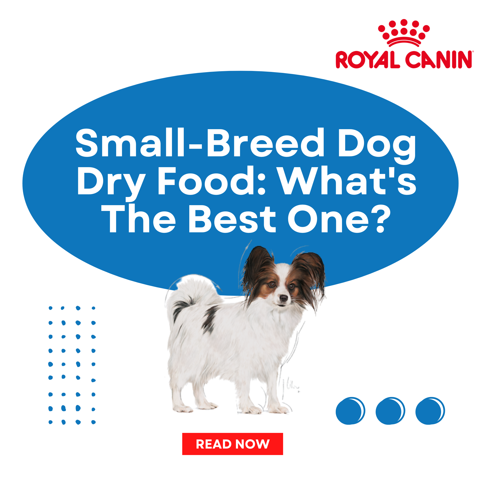 Small-Breed Dog Dry Food: What’s The Best One?