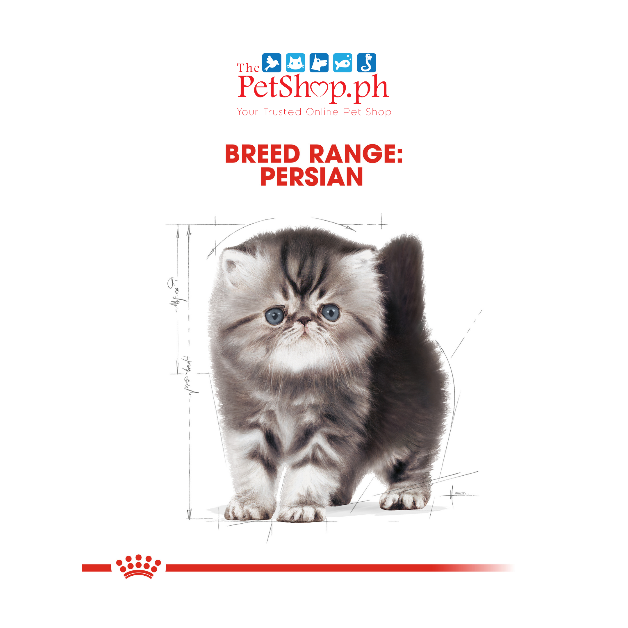 Royal Canin Feline Breed Nutrition Persian Kitten Dry Cat Food 2kg	