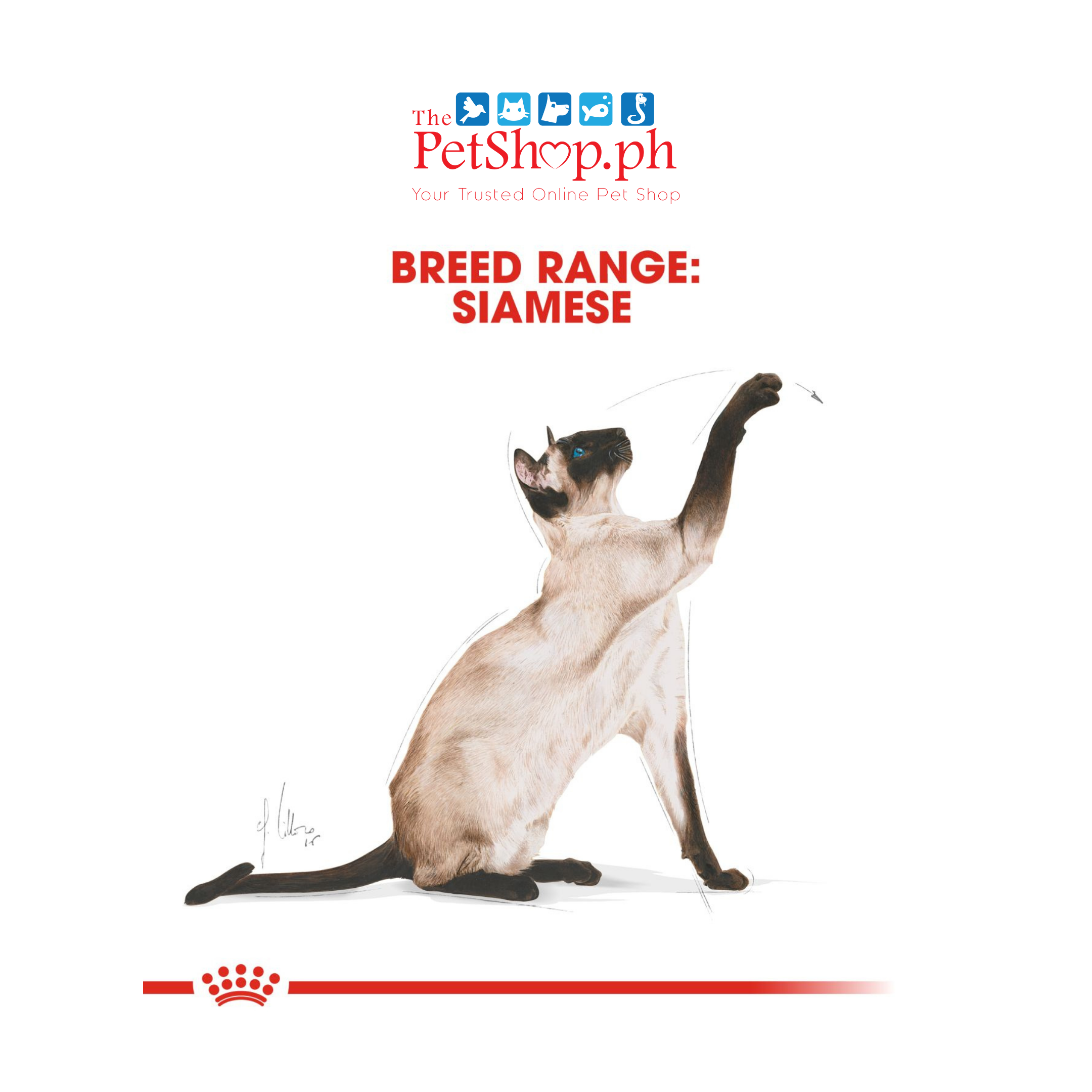 Royal Canin F Siamese 2kg Adult Dry Cat Food Feline Breed Nutrition