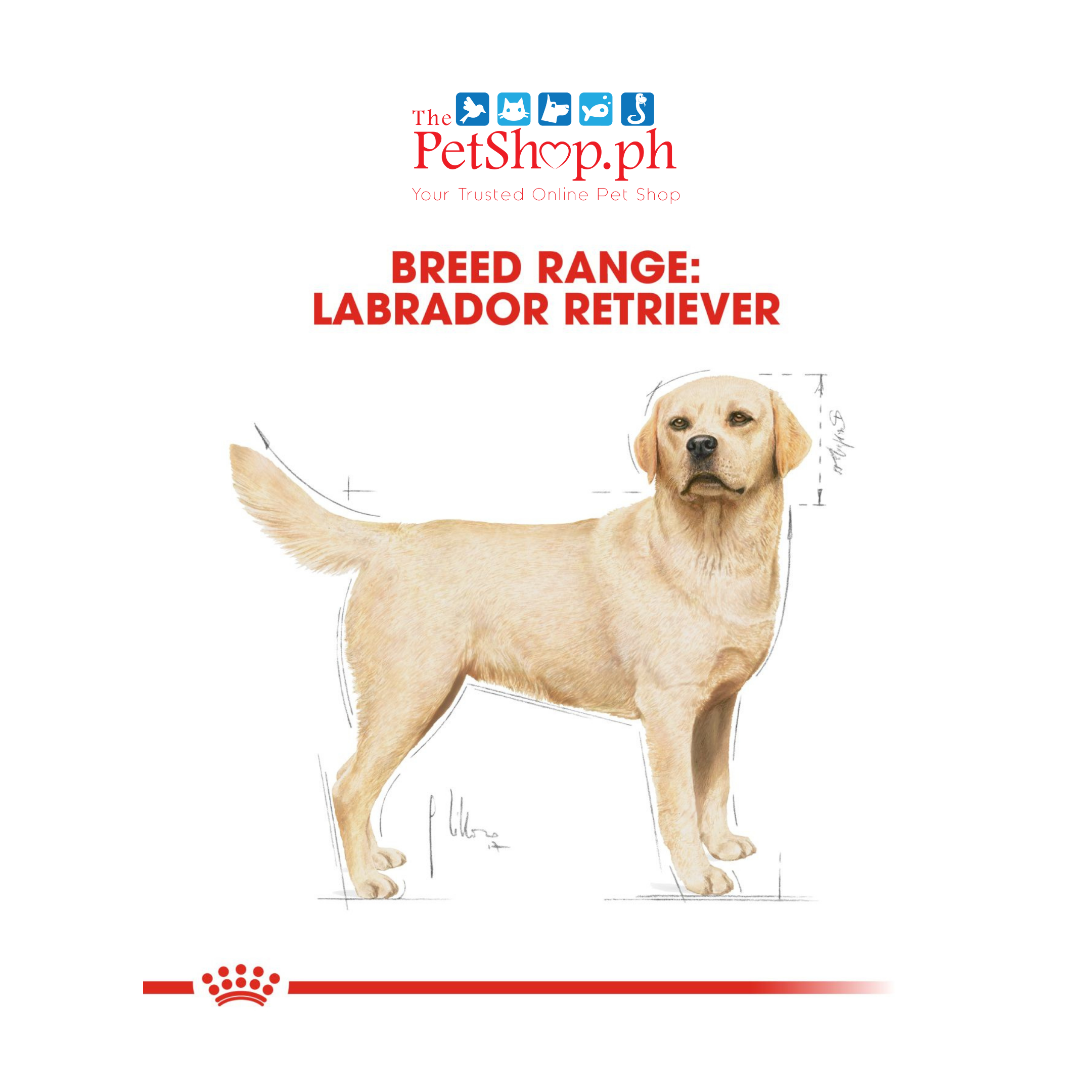 Royal Canin Labrador Retriever 3kg Adult Dry Dog Food-Breed Health Nutrition