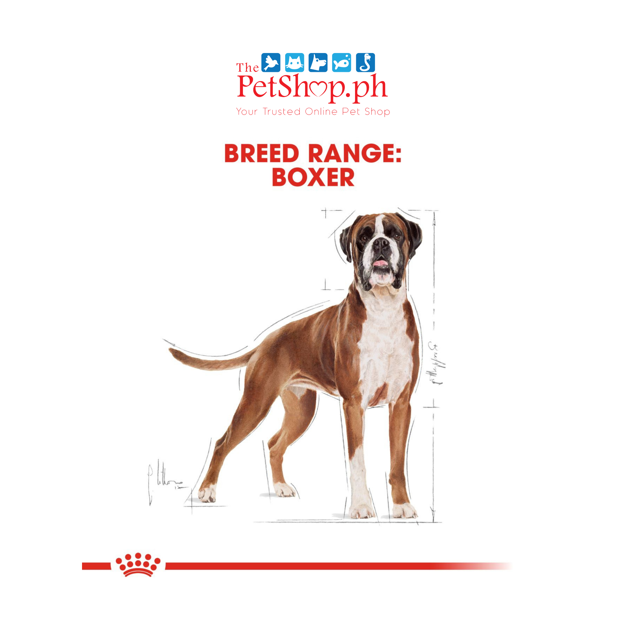 Royal Canin Boxer 3kg Adult Dry Dog Food - Breed Health Nutrition