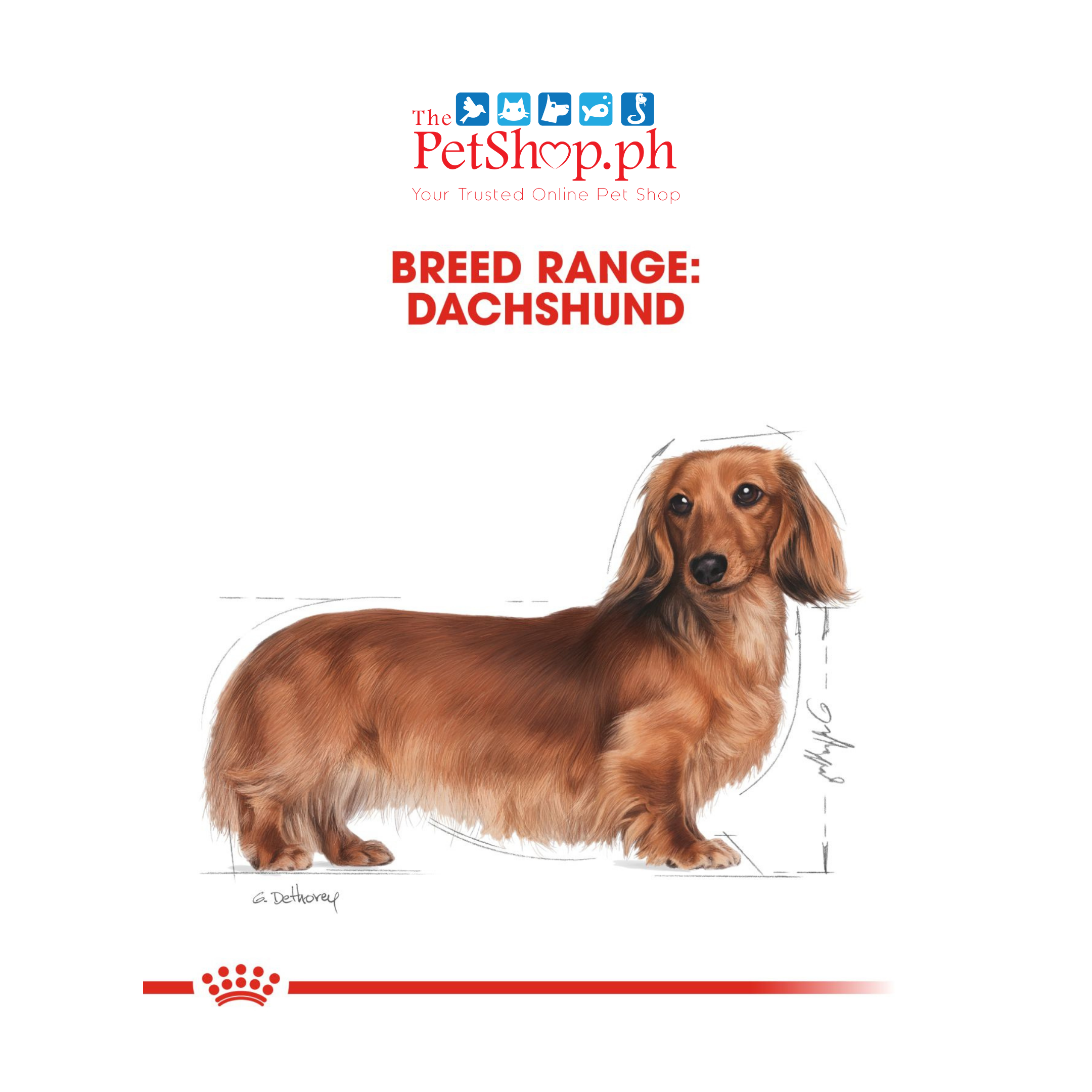 Royal Canin Dachshund Adult 500g Dry Dog Food - Breed Health Nutrition	