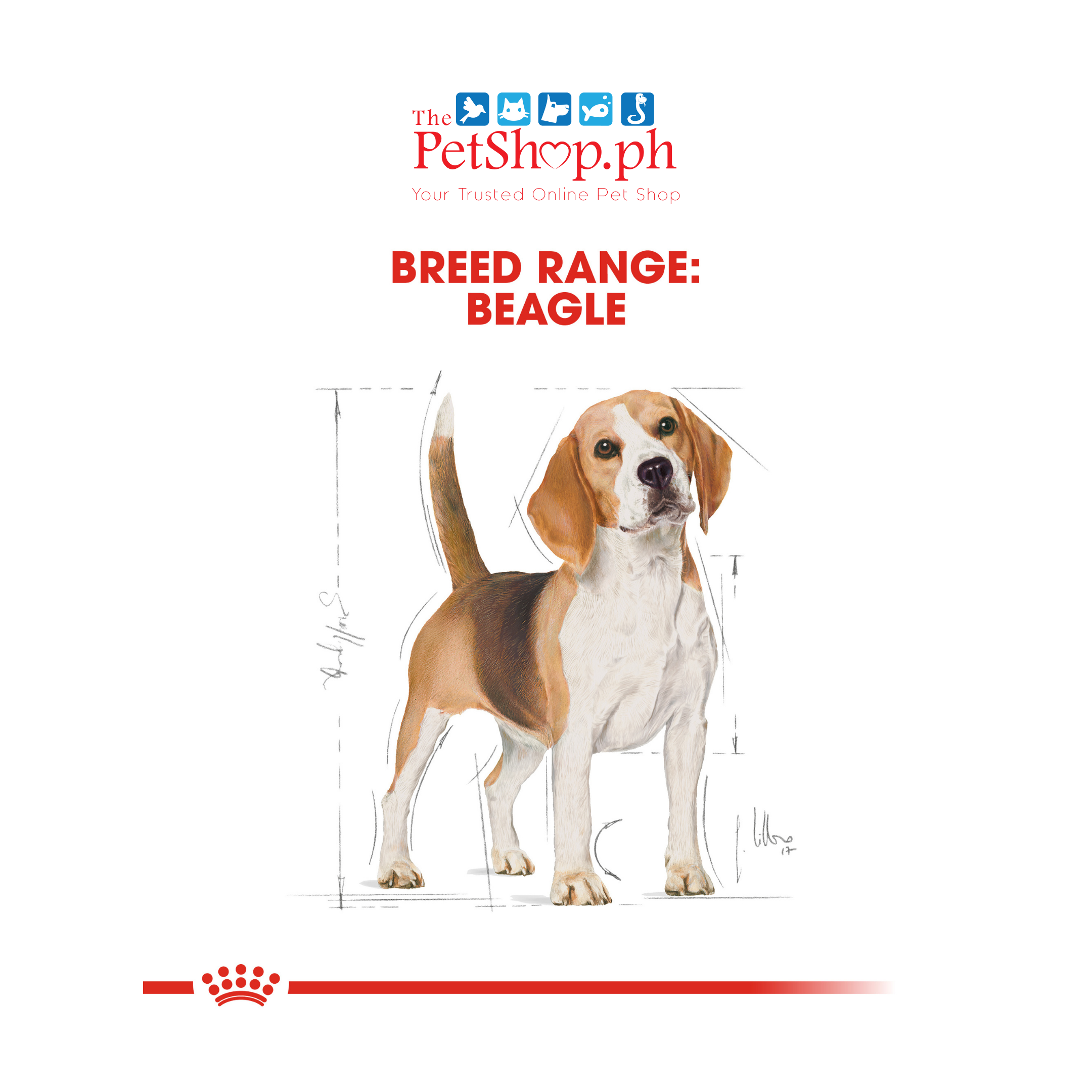 Royal Canin  Beagle 3kg Adult Dry Dog Food Breed Health Nutrition