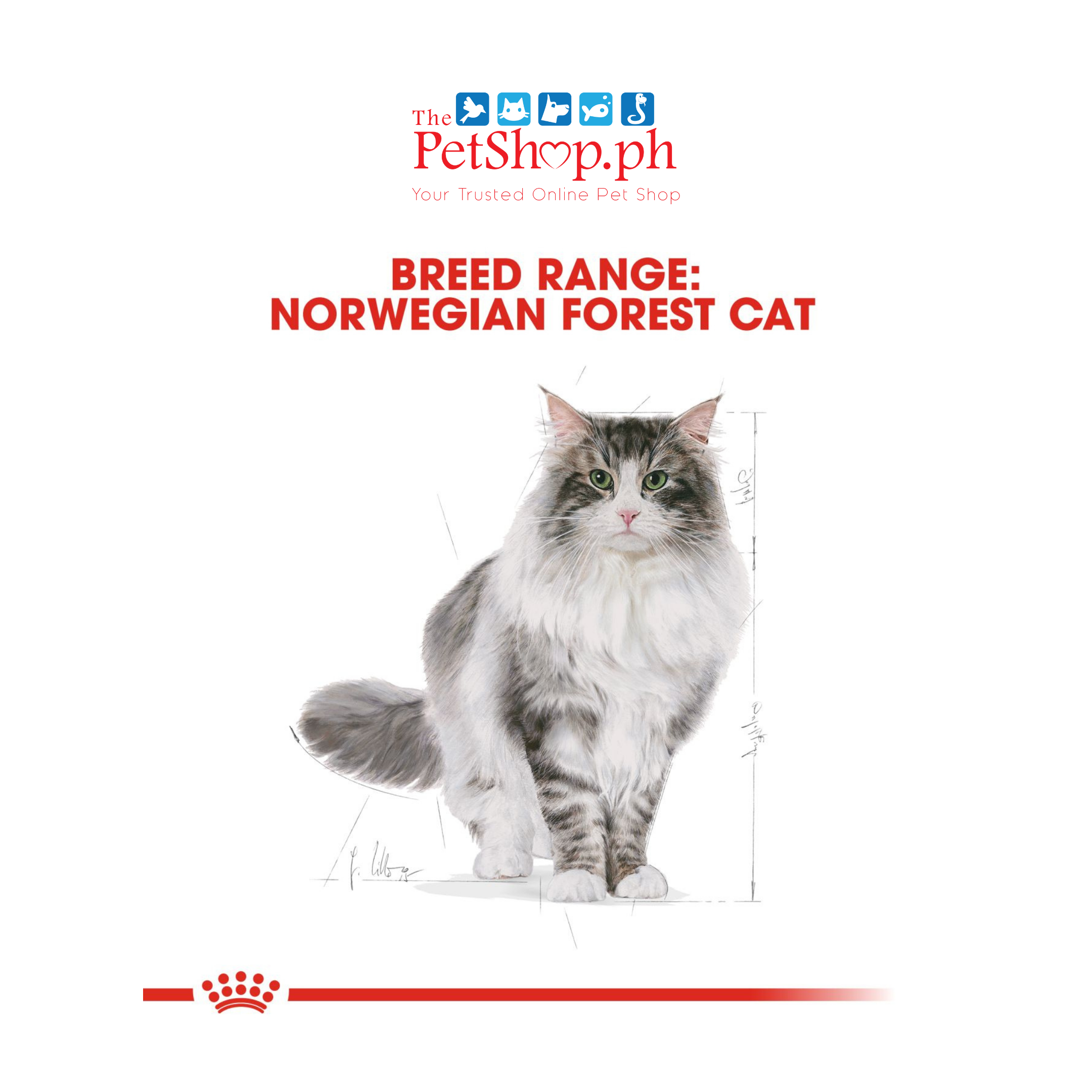 Royal Canin Norwegian Forest 2kg Adult Dry Cat Food - Feline Breed Nutrition