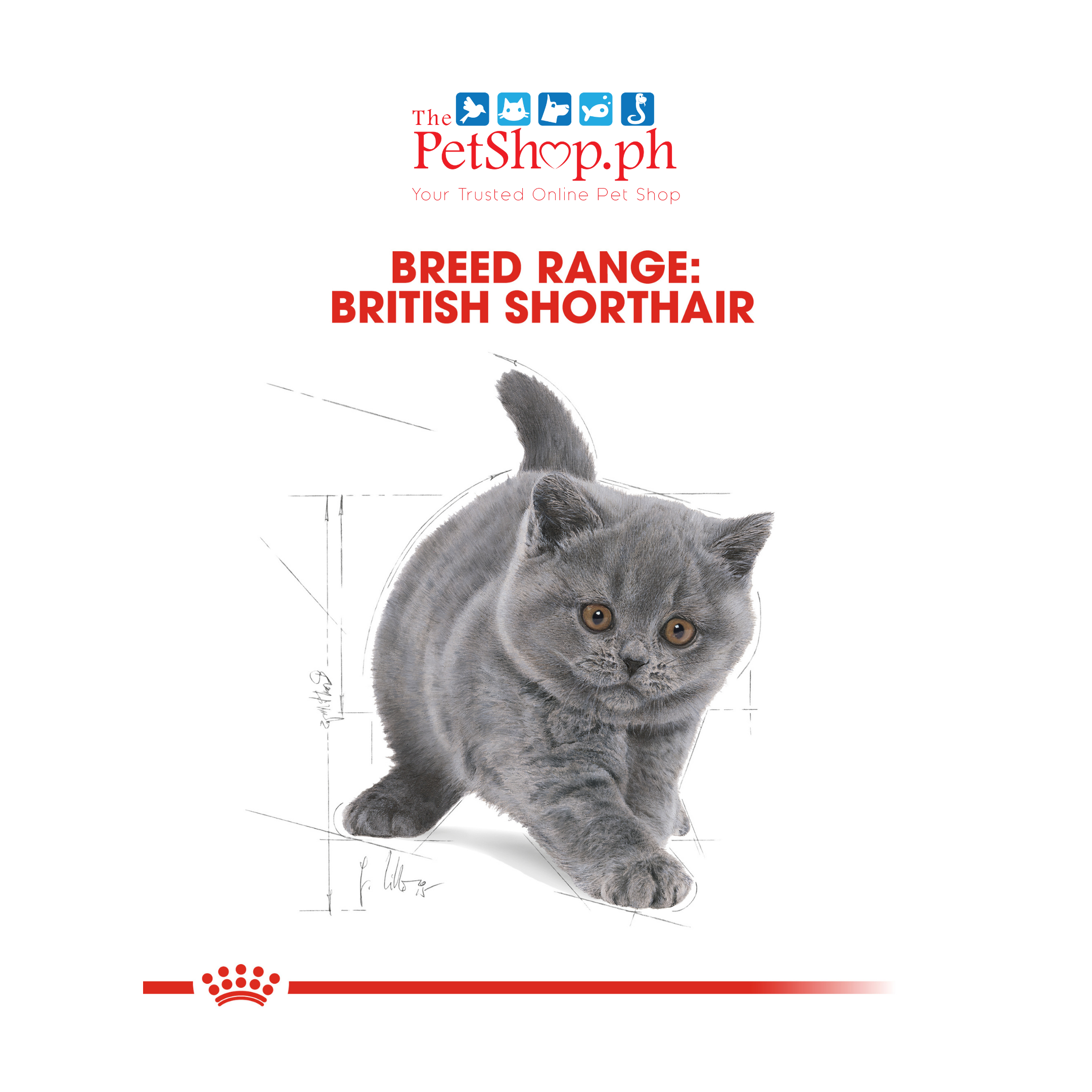 Royal British Shorthair 2kg. Kitten Dry Cat Food -Feline Breed Nutrition 