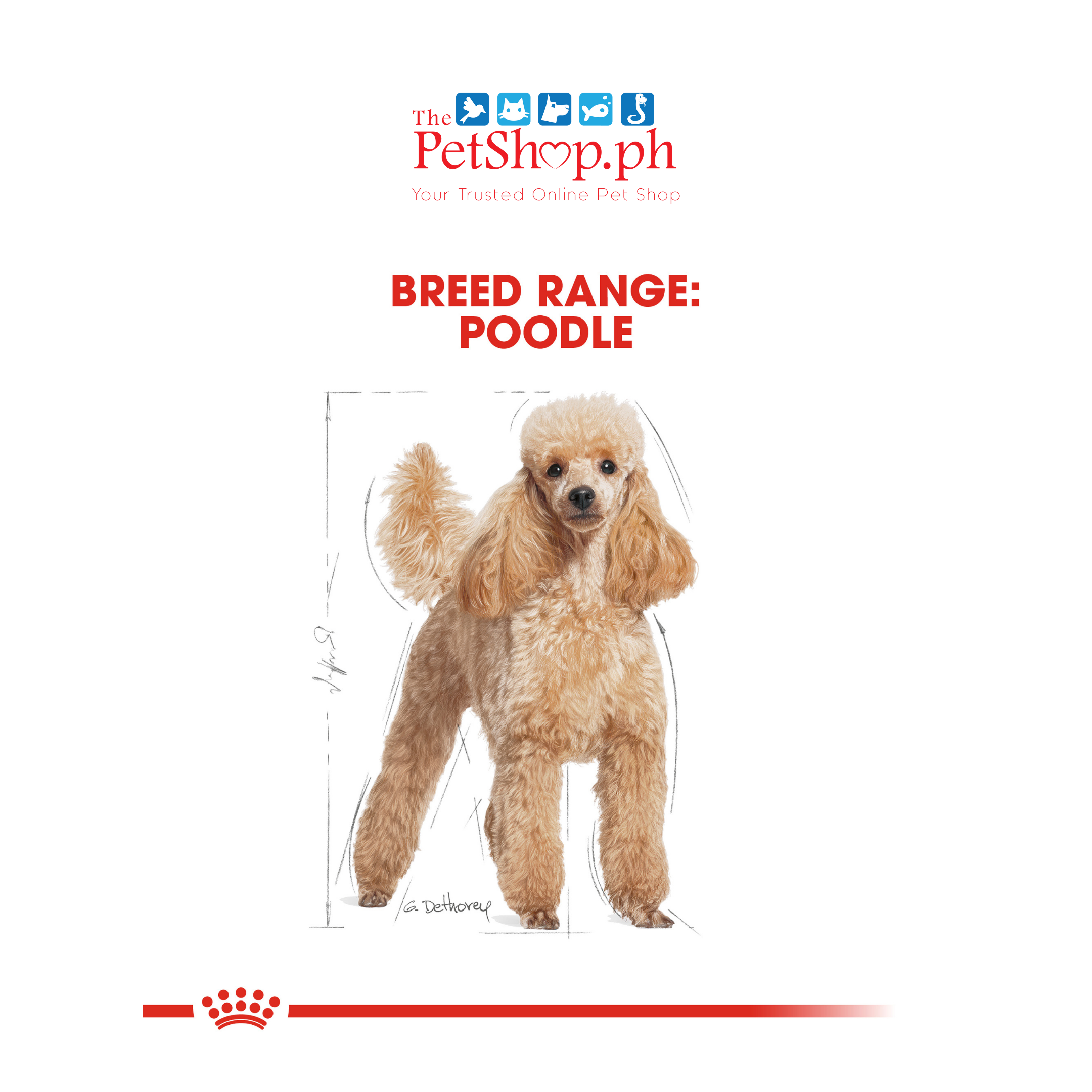 royal canin poodle