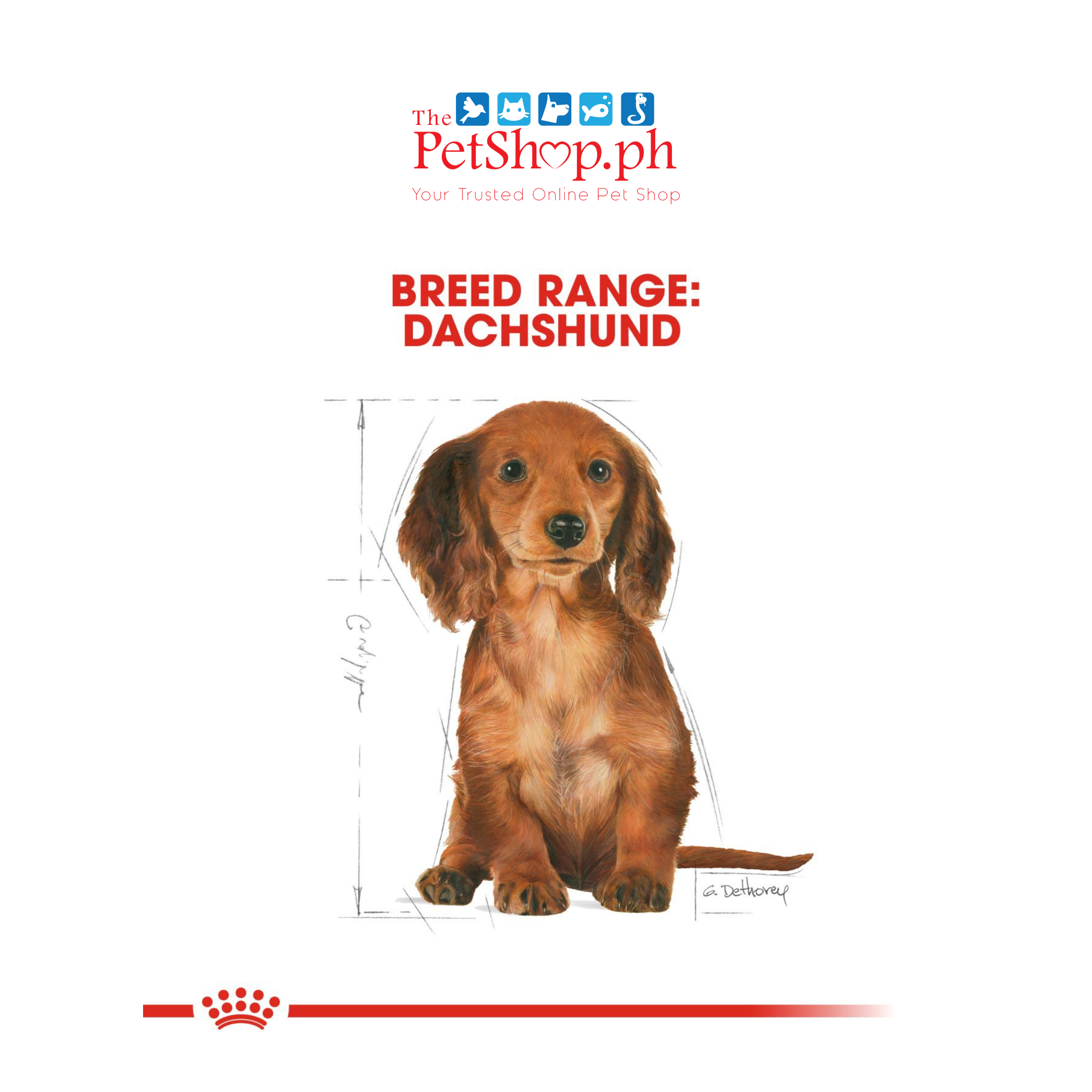 Royal Canin Dachshund Puppy 1.5KG Dry Dog - Breed Health Nutrition