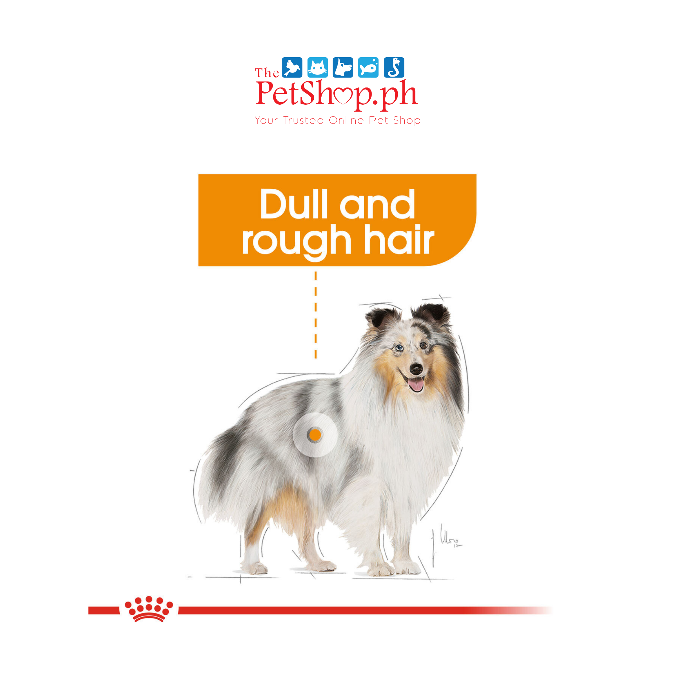 Royal Canin Coat Care  85g Set of 12 Adult Wet Dog Food -Canine Care Nutrition  For adult dogs over 10 months old - Dogs with dull and rough hair. All sizes.  HEALTHY & SHINY COAT Precisely balanced nutritional formula which support a full & rich hair growth for coat vigor and shine.  CANINE CARE NUTRITION PROGRAMME Providing a healthy & balanced nutrition with the perfect combination of our dry & wet formulas.