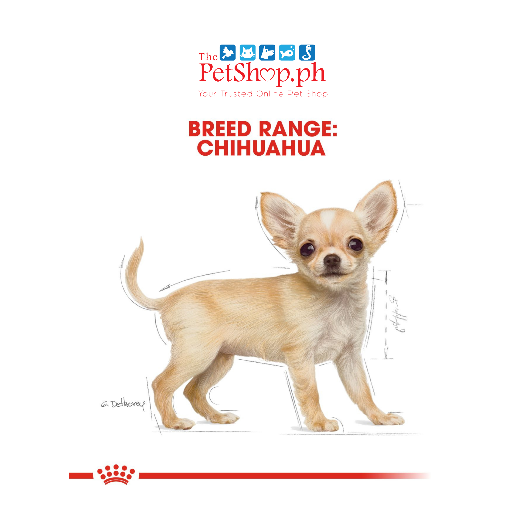 Royal Canin Chihuahua Puppy 500g Dry Dog Food Original - Breed Health Nutrition	