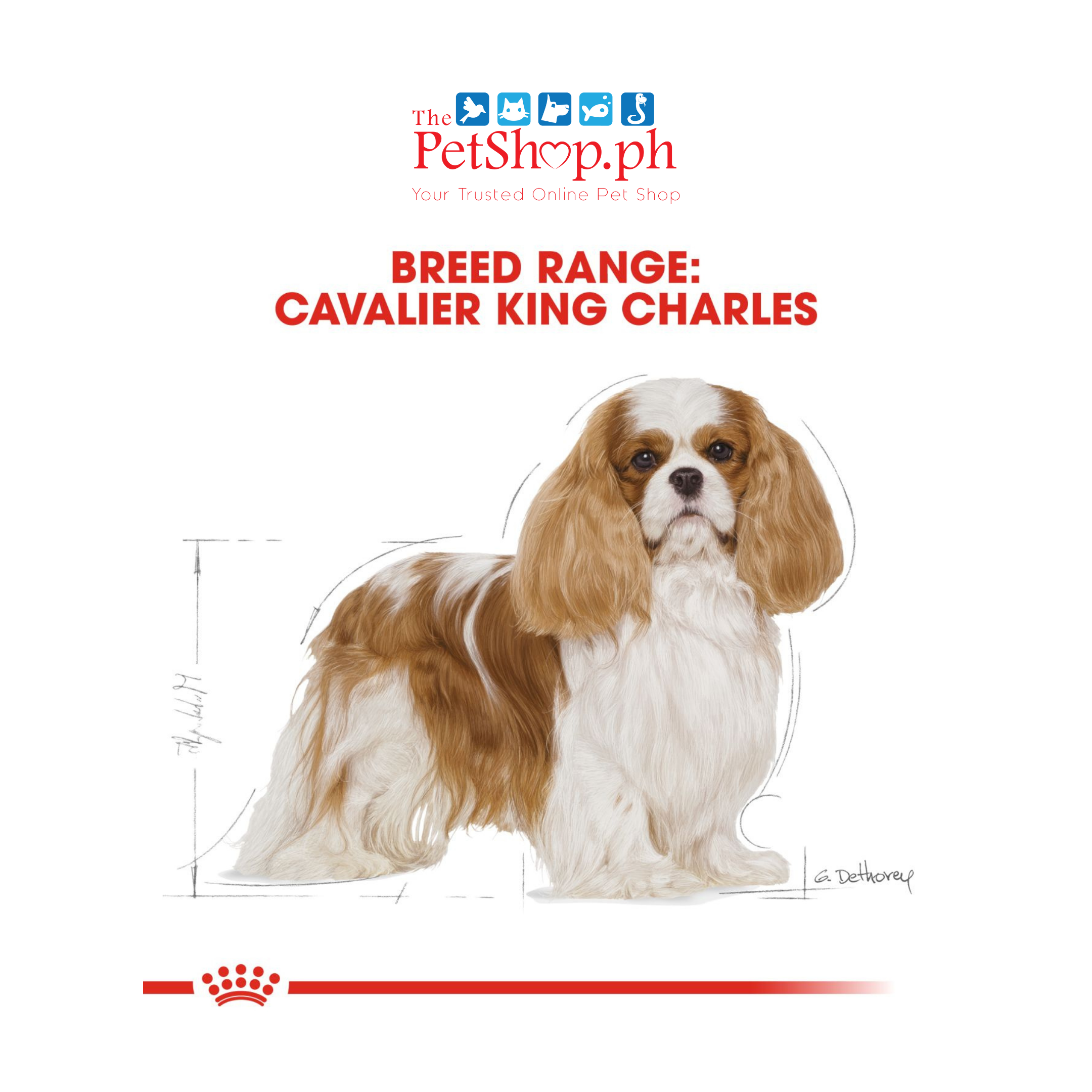 Royal Canin Cavalier King Charles Adult 1.5kg Dry Dog Food - Breed Health Nutrition