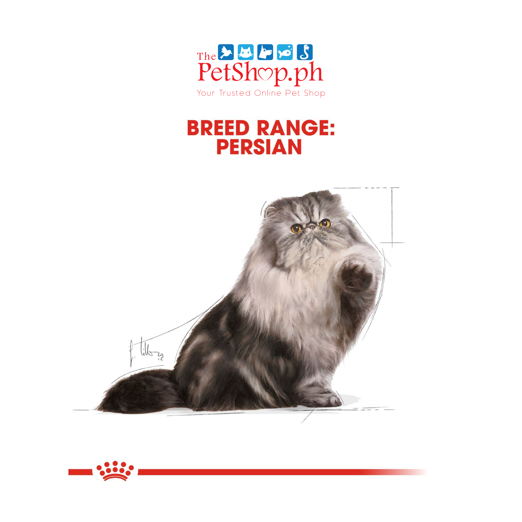 Royal Canin Feline Breed Nutrition Persian Adult Wet Cat Food 85g