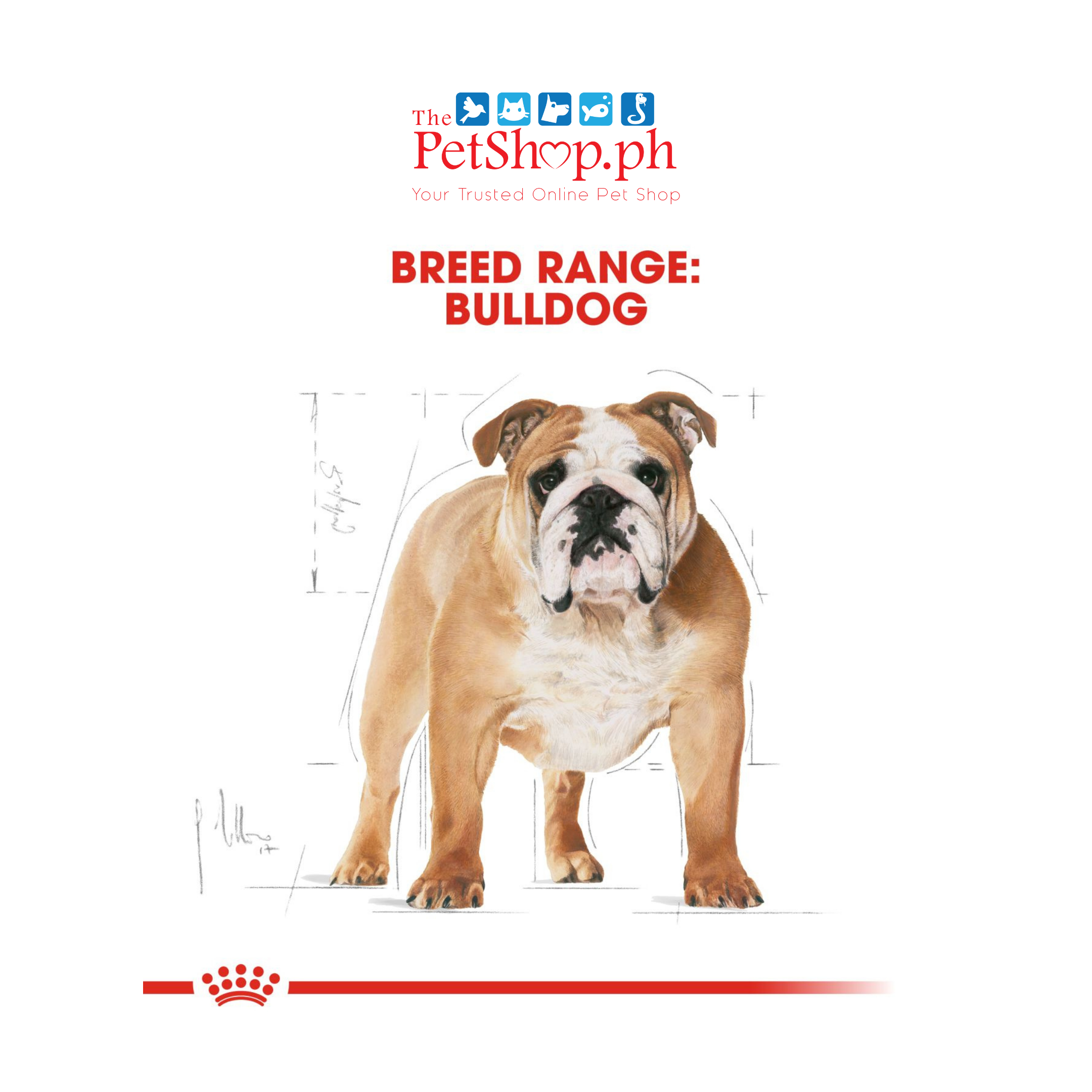 Royal Canin Bulldog Adult 3kg Adult Dry Dog Food - Breed Health Nutrition